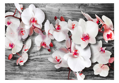 Fotobehang - Callous Orchids - Vliesbehang