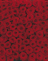 Komar Roses Fotobehang 194x270cm | Yourdecoration.nl