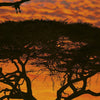 Komar African Sunset Fotobehang National Geographic 194x270cm | Yourdecoration.nl