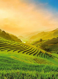 Wizard+Genius Terraced Rice Field In Vietnam Vlies Fotobehang 192x260cm 4 banen | Yourdecoration.nl