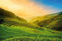 Wizard+Genius Terraced Rice Field In Vietnam Vlies Fotobehang 384x260cm 8 banen | Yourdecoration.nl