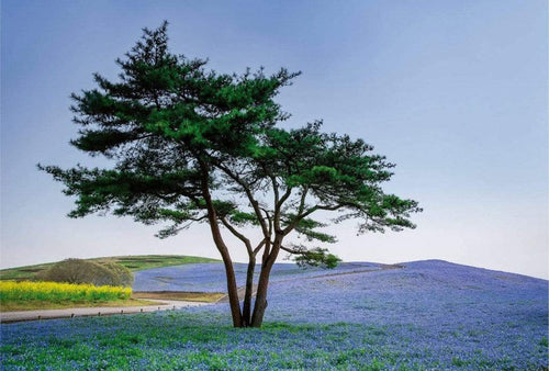 Wizard+Genius Tree in Blue Flower Field in Japan Vlies Fotobehang 384x260cm 8 banen | Yourdecoration.nl