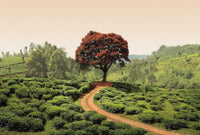 Wizard+Genius Red Tree and Hills in Sri Lanka Vlies Fotobehang 384x260cm 8 banen | Yourdecoration.nl
