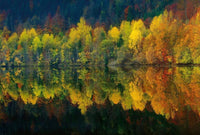 Wizard+Genius Autumn Forest Lake Vlies Fotobehang 384x260cm 8 banen | Yourdecoration.nl