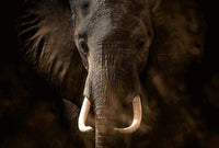 Wizard+Genius Elephant Ivory Vlies Fotobehang 384x260cm 8 banen | Yourdecoration.nl