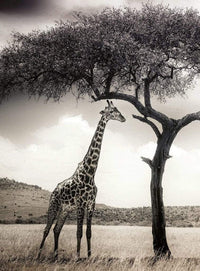 Wizard+Genius Giraffe Safari Vlies Fotobehang 192x260cm 4 banen | Yourdecoration.nl
