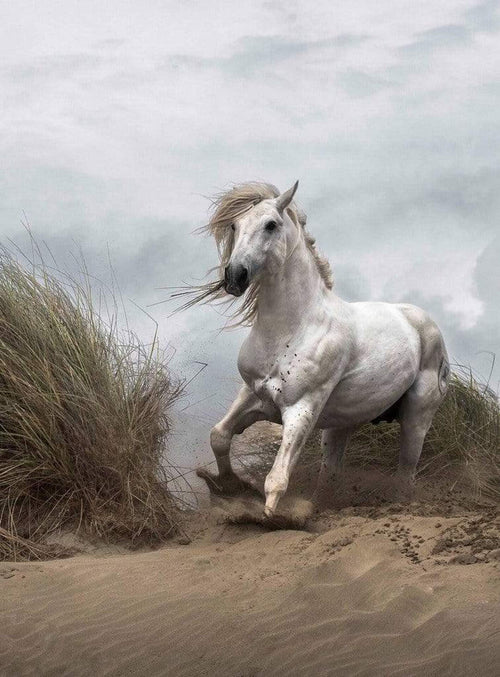 Wizard+Genius White Wild Horse Vlies Fotobehang 192x260cm 4 banen | Yourdecoration.nl