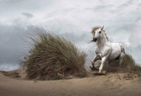 Wizard+Genius White Wild Horse Vlies Fotobehang 384x260cm 8 banen | Yourdecoration.nl