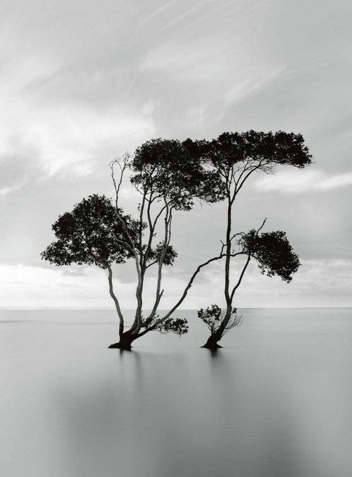 Wizard+Genius Trees In The Still Water Vlies Fotobehang 192x260cm 4 banen | Yourdecoration.nl