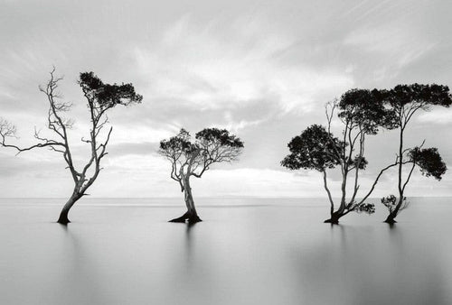 Wizard+Genius Trees in the Still Water Vlies Fotobehang 384x260cm 8 banen | Yourdecoration.nl