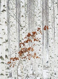 Wizard+Genius White Birch Forest Vlies Fotobehang 192x260cm 4 banen | Yourdecoration.nl