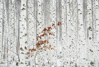 Wizard+Genius White Birch Forest Vlies Fotobehang 384x260cm 8 banen | Yourdecoration.nl