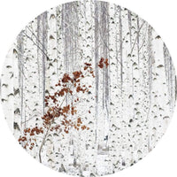 Wizard+Genius White Birch Forest Vlies Fotobehang 140x140cm rond | Yourdecoration.nl