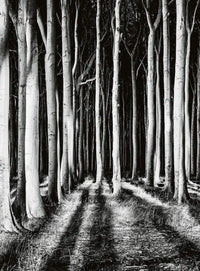 Wizard+Genius Ghost Forest Vlies Fotobehang 192x260cm 4 banen | Yourdecoration.nl