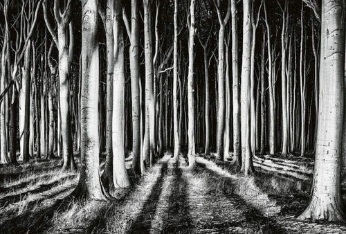 Wizard+Genius Ghost Forest Vlies Fotobehang 384x260cm 8 banen | Yourdecoration.nl