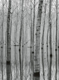 Wizard+Genius Birch Forest In The Water Vlies Fotobehang 192x260cm 4 banen | Yourdecoration.nl