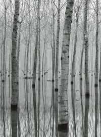 Wizard+Genius Birch Forest In The Water Vlies Fotobehang 192x260cm 4 banen | Yourdecoration.nl