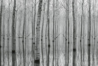 Wizard+Genius Birch Forest in the Water Vlies Fotobehang 384x260cm 8 banen | Yourdecoration.nl