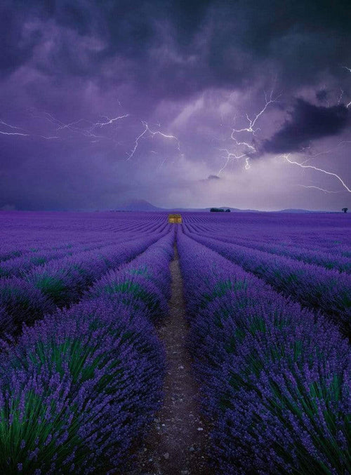 Wizard+Genius Field Of Lavender Vlies Fotobehang 192x260cm 4 banen | Yourdecoration.nl