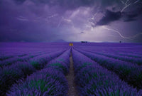 Wizard+Genius Field of Lavender Vlies Fotobehang 384x260cm 8 banen | Yourdecoration.nl