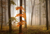 Wizard+Genius Foggy Autumn Forrest Vlies Fotobehang 384x260cm 8 banen | Yourdecoration.nl