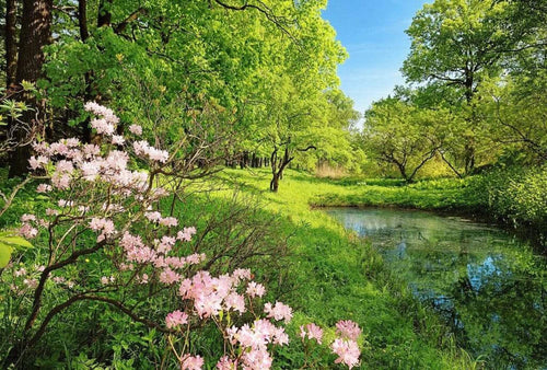 Wizard+Genius Park in the Spring Vlies Fotobehang 384x260cm 8 banen | Yourdecoration.nl