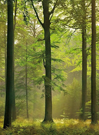 Wizard+Genius Autumn Forest Vlies Fotobehang 192x260cm 4 banen | Yourdecoration.nl