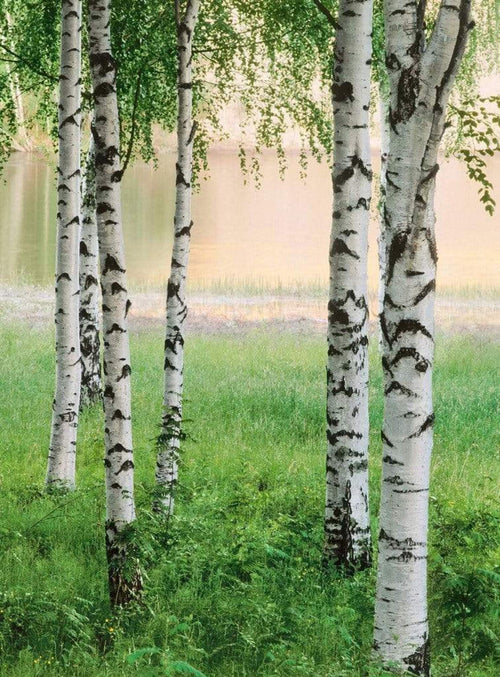 Wizard+Genius Nordic Forest Vlies Fotobehang 192x260cm 4 banen | Yourdecoration.nl