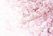 Wizard+Genius Delicate Flowers Vlies Fotobehang 384x260cm 8 banen | Yourdecoration.nl