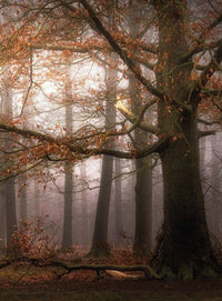 Wizard+Genius Foggy Autumn Forest Vlies Fotobehang 192x260cm 4 banen | Yourdecoration.nl