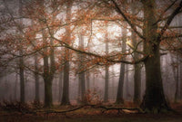 Wizard+Genius Foggy Autumn Forest Vlies Fotobehang 384x260cm 8 banen | Yourdecoration.nl