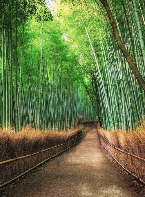 Wizard+Genius Bamboo Grove Kyoto Vlies Fotobehang 192x260cm 4 banen | Yourdecoration.nl