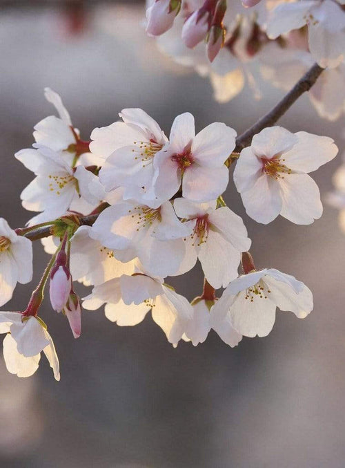 Wizard+Genius Cherry Blossoms Vlies Fotobehang 192x260cm 4 banen | Yourdecoration.nl