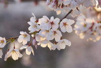 Wizard+Genius Cherry Blossoms Vlies Fotobehang 384x260cm 8 banen | Yourdecoration.nl