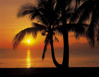 Komar Palmy Beach Sunrise Fotobehang 368x254cm | Yourdecoration.nl