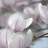 Komar Magnolia Fotobehang 368x254cm | Yourdecoration.nl