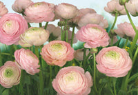 Komar Gentle Rose Fotobehang 368x254cm | Yourdecoration.nl