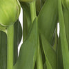 Komar Tulips Fotobehang 368x254cm | Yourdecoration.nl
