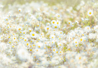 Komar Daisies Fotobehang 368x254cm | Yourdecoration.nl