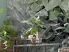 Komar Vlies Fotobehang Inx6 036 Emerald Flowers Detail | Yourdecoration.nl