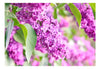 Fotobehang - Lilac Flowers - Vliesbehang