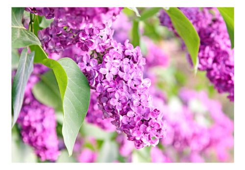 Fotobehang - Lilac Flowers - Vliesbehang