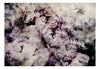 Fotobehang - Home Flowerbed - Vliesbehang