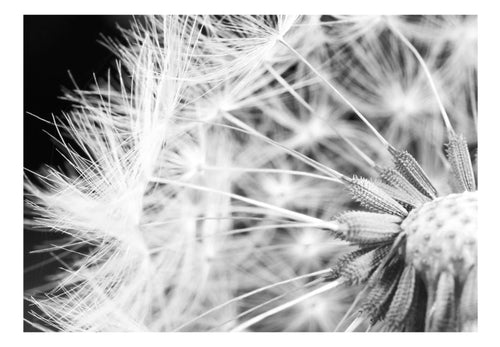 Fotobehang - Black and White Dandelion - Vliesbehang