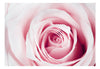 Fotobehang - Rose Maze - Vliesbehang