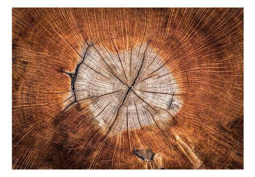 Fotobehang - The Soul of a Tree - Vliesbehang