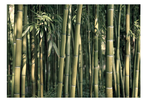 Fotobehang - Bamboo Exotic - Vliesbehang
