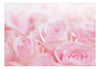 Fotobehang - Ocean of Roses - Vliesbehang