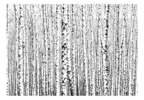 Fotobehang - Birch Forest - Vliesbehang