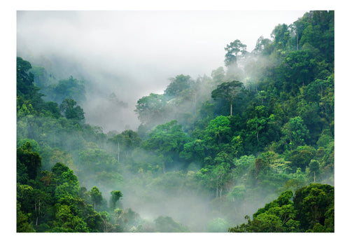 Fotobehang - Morning Fog - Vliesbehang